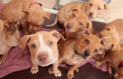 Pitbull puppies for sale in ct - If your doctor orders a computerized tomography scan, you’ll be preparing to undergo a CT scan. This diagnostic tool is used in many different medical situations, as it gives doctors a way to visualize the body internally to determine the e...